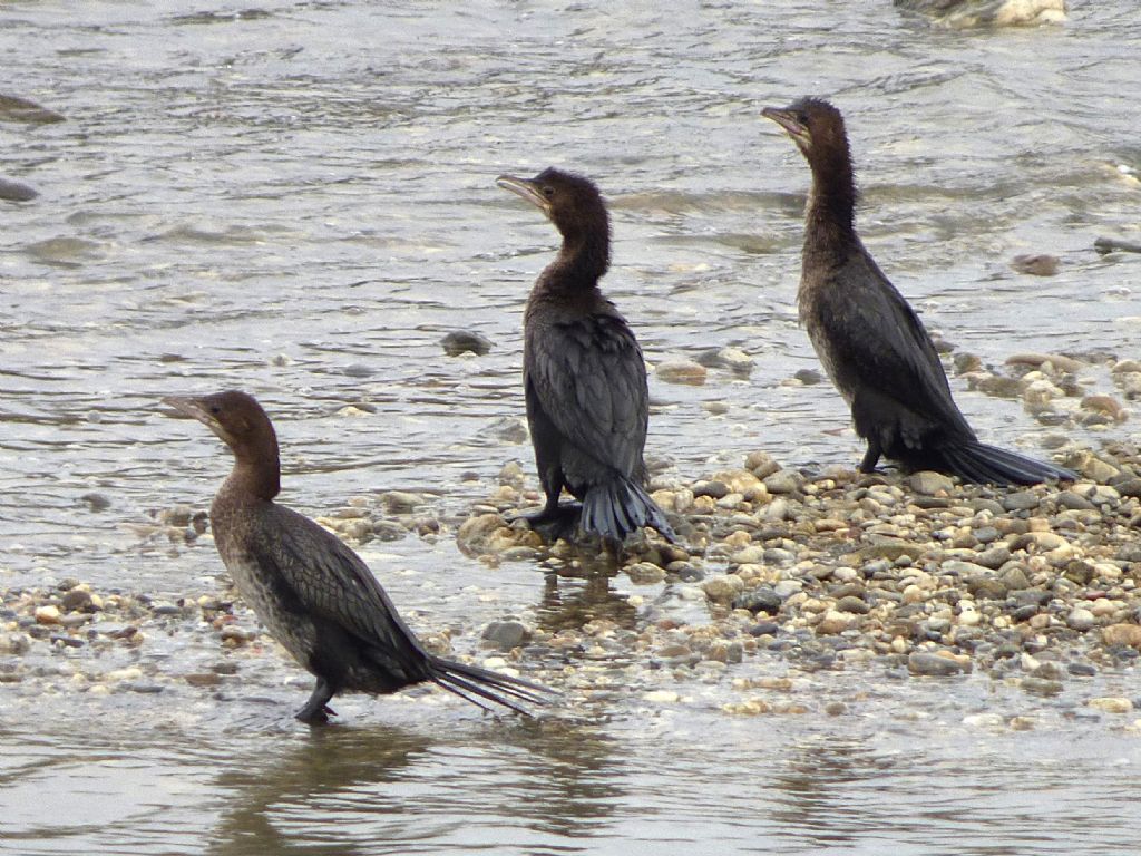 Marangoni minori a Torino